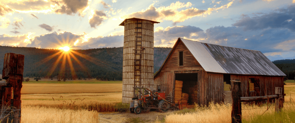 Wheat farm at sunset