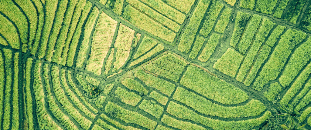 Wheat fields next to a forest