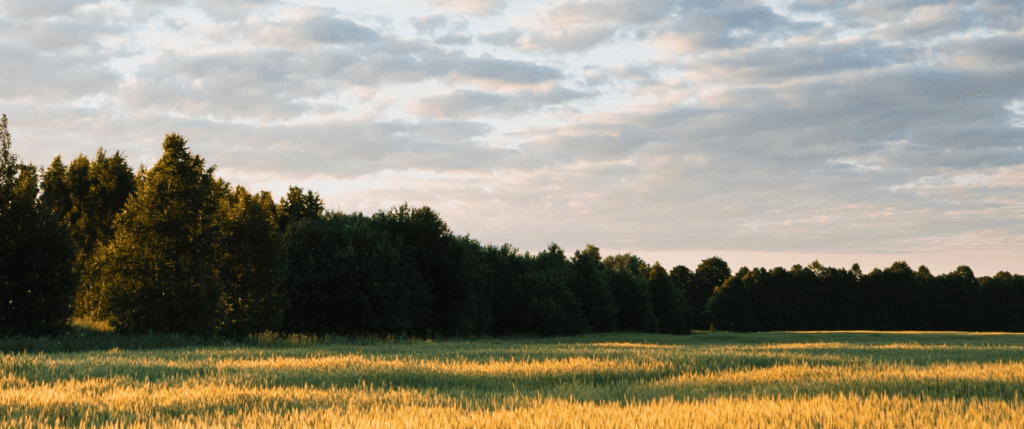 Wheat fields next to a forest